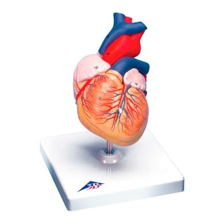 Fabrication Enterprises 3B Anatomical Model - Heart, 2-Part 974438